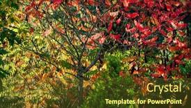  Presentation with trees - Presentation design consisting of autumn-park-with-nice-trees background and a tawny brown colored foreground