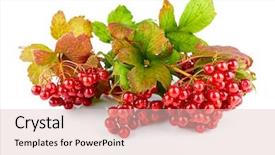  Presentation with chemistry leaves green leaf - Cool new PPT layouts with autumn plant branch and cluster backdrop and a lemonade colored foreground