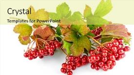  Presentation with green leaves - Amazing theme having autumn plant branch and cluster backdrop and a yellow colored foreground