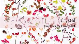  Presentation with plants - Beautiful theme featuring autumn-plants-on-the-white backdrop and a lemonade colored foreground