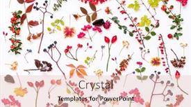  Presentation with plants - Slide set consisting of autumn-plants-on-the-white background and a lemonade colored foreground