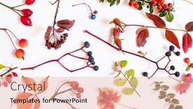  Presentation with plants - Beautiful slide deck featuring autumn-plants-on-the-white backdrop and a lemonade colored foreground