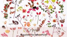  Presentation with plants - Cool new theme with autumn-plants-on-the-white backdrop and a lemonade colored foreground