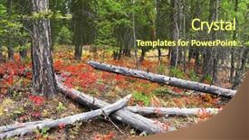 Presentation with dead leaves - Slides featuring autumn red leaves color background and a  colored foreground