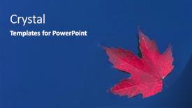  Presentation with autumn blue - Slides featuring autumn red maple leaf on the surface of a deep blue water background and a ocean colored foreground