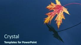  Presentation with water leaf - Cool new presentation theme with autumn red maple leaf on the surface of a deep blue water backdrop and a navy blue colored foreground