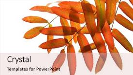  Presentation with autumn leaves - Cool new presentation theme with autumn-red-rowan-leaves-isolated backdrop and a lemonade colored foreground