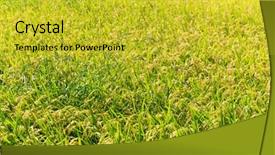  Presentation with rice field - Slide set consisting of autumn rice field background and a yellow colored foreground