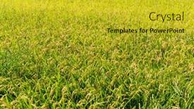  Presentation with rice field - Colorful presentation design enhanced with autumn rice field backdrop and a gold colored foreground