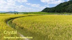  Presentation with meadow - Audience pleasing slide deck consisting of autumn rice meadow backdrop and a tawny brown colored foreground