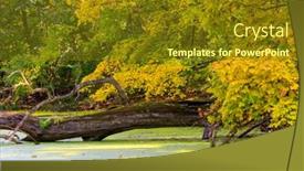  Presentation with swamp - Presentation consisting of autumn scene on swamp in forest background and a tawny brown colored foreground