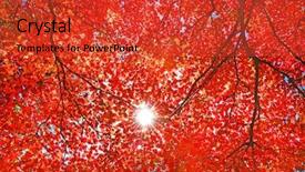  Presentation with fall foliage - PPT layouts enhanced with autumn scenes - sun light through the red background and a red colored foreground