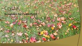  Presentation with maple leaves - Colorful slide set enhanced with autumn-season-and-nature-concept backdrop and a mint green colored foreground