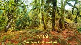  Presentation with beautiful landscapes - PPT theme having autumn-season-in-hoh-rainforest background and a tawny brown colored foreground