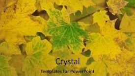  Presentation with season - Beautiful PPT theme featuring autumn season orange leafs background backdrop and a  colored foreground