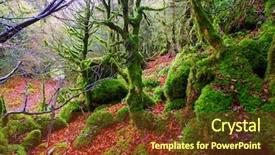  Presentation with fall - Presentation with autumn selva de irati fall beech jungle in navarra pyrenees of spain background and a tawny brown colored foreground