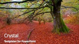  Presentation with jungle - Presentation enhanced with autumn selva de irati fall beech jungle in navarra pyrenees of spain background and a tawny brown colored foreground