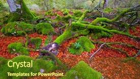  Presentation with jungle - Presentation design with fresh young leaves tree - autumn selva de irati fall background and a tawny brown colored foreground