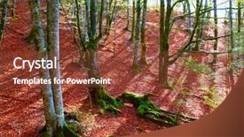  Presentation with jungle - Presentation design enhanced with autumn selva de irati fall beech jungle in navarra pyrenees of spain background and a tawny brown colored foreground