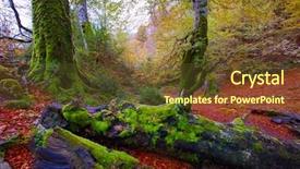  Presentation with jungle - Slide set featuring autumn selva de irati fall beech jungle in navarra pyrenees of spain background and a tawny brown colored foreground