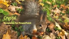  Presentation with nut - Colorful theme enhanced with red fox resting - autumn squirrel with a nut backdrop and a tawny brown colored foreground