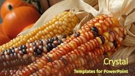  Presentation with wooden lighting - Colorful presentation theme enhanced with autumn still-life of indian corn with wooden bucket and miniature pumpkins in the background close-up with natural lighting and shallow dof backdrop and a tawny brown colored foreground