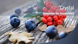  Presentation with berries - Audience pleasing PPT theme consisting of autumn-still-life-with-blackthorn backdrop and a gray colored foreground