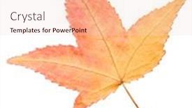  Presentation with autumn - PPT theme featuring autumn-sweetgum-leaf-isolated background and a lemonade colored foreground