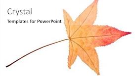  Presentation with autumn - Cool new presentation with autumn-sweetgum-leaf-isolated backdrop and a white colored foreground