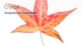  Presentation with autumn - Amazing PPT theme having autumn-sweetgum-leaf-isolated backdrop and a sky blue colored foreground