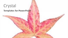  Presentation with autumn - Theme having autumn-sweetgum-leaf-isolated background and a sky blue colored foreground