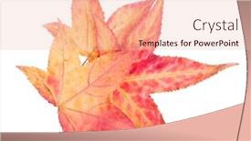  Presentation with autumn leaves - Amazing PPT layouts having autumn-sweetgum-leaves-isolated backdrop and a lemonade colored foreground