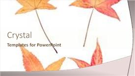  Presentation with autumn leaves - Amazing PPT theme having autumn-sweetgum-leaves-isolated backdrop and a cream colored foreground