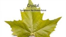  Presentation with autumn - Slides consisting of autumn sycamore leaf background and a white colored foreground