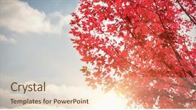  Presentation with falling leaves - Audience pleasing PPT theme consisting of autumn tree against clear sky backdrop and a  colored foreground