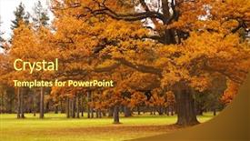  Presentation with joshua tree national park - Slide deck with autumn tree in park background and a tawny brown colored foreground