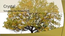  Presentation with oak tree - Presentation design featuring autumn tree isolated on white background and a yellow colored foreground