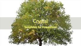  Presentation with tree - Theme with autumn tree isolated on white background and a tawny brown colored foreground