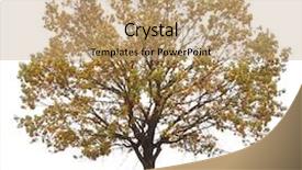  Presentation with white birch tree - Beautiful PPT theme featuring autumn tree isolated on white backdrop and a coral colored foreground