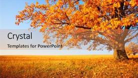  Presentation with autumn blue - Colorful PPT layouts enhanced with autumn tree on dry meadow backdrop and a coral colored foreground