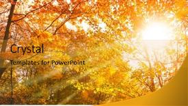  Presentation with autumn leaves - Audience pleasing presentation theme consisting of sunshine through autumn treetops backdrop and a gold colored foreground
