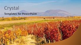  Presentation with vineyard - Presentation theme featuring autumn-vineyard-near-eger-northern background and a light blue colored foreground