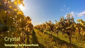  Presentation with vineyard - Amazing presentation design having autumn-vineyard-near-langenlois-lower backdrop and a tawny brown colored foreground