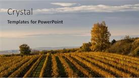 Presentation with vineyard - Presentation design consisting of autumn-vineyard-near-velke-bilovice background and a light gray colored foreground