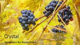  Presentation with vineyard - Amazing slide deck having autumn vineyard backdrop and a gold colored foreground