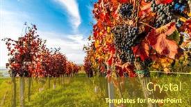  Presentation with vineyards - Colorful presentation theme enhanced with autumn-vineyards-in-blatnice-pod backdrop and a tawny brown colored foreground