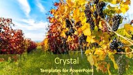  Presentation with czech republic - Presentation design having autumn-vineyards-in-blatnice-pod background and a tawny brown colored foreground