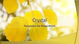  Presentation with yellow leaves of ginkgo biloba - Presentation theme having autumn yellow leaves of aspen background and a yellow colored foreground