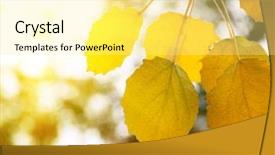  Presentation with autumn leaves - Audience pleasing presentation consisting of autumn yellow leaves of aspen backdrop and a blonde colored foreground