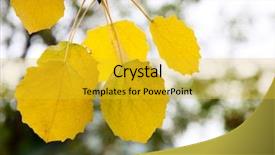  Presentation with multicolored autumn leaves orange yellow red - Beautiful PPT layouts featuring autumn yellow leaves of aspen backdrop and a  colored foreground
